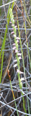 Spiranthes sinensis