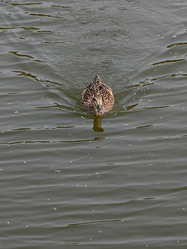 Mallard