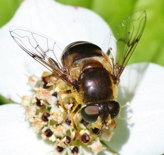 Eristalis obscura