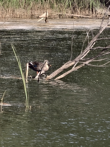 Eastern Spot-billed Duck