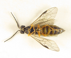 Strongylogaster macula