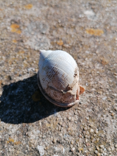 Semicassis saburon