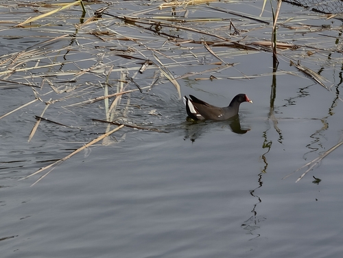 Eurasian Moorhen
