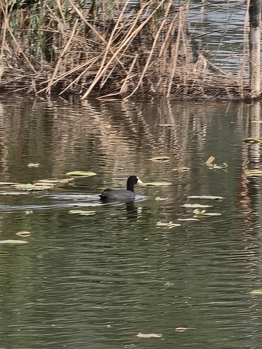 Common Coot