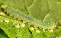 Strongylogaster macula