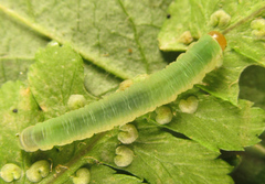 Strongylogaster macula