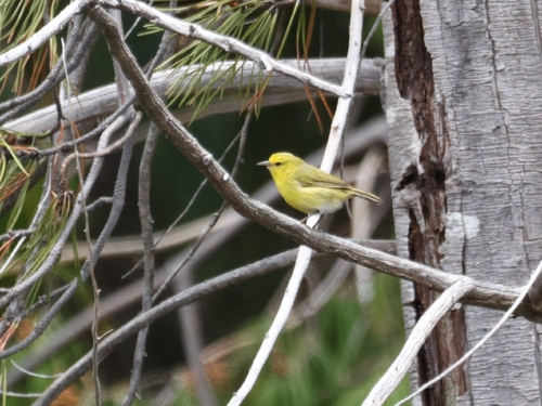 Paroreomyza montana observed 2026-04-16