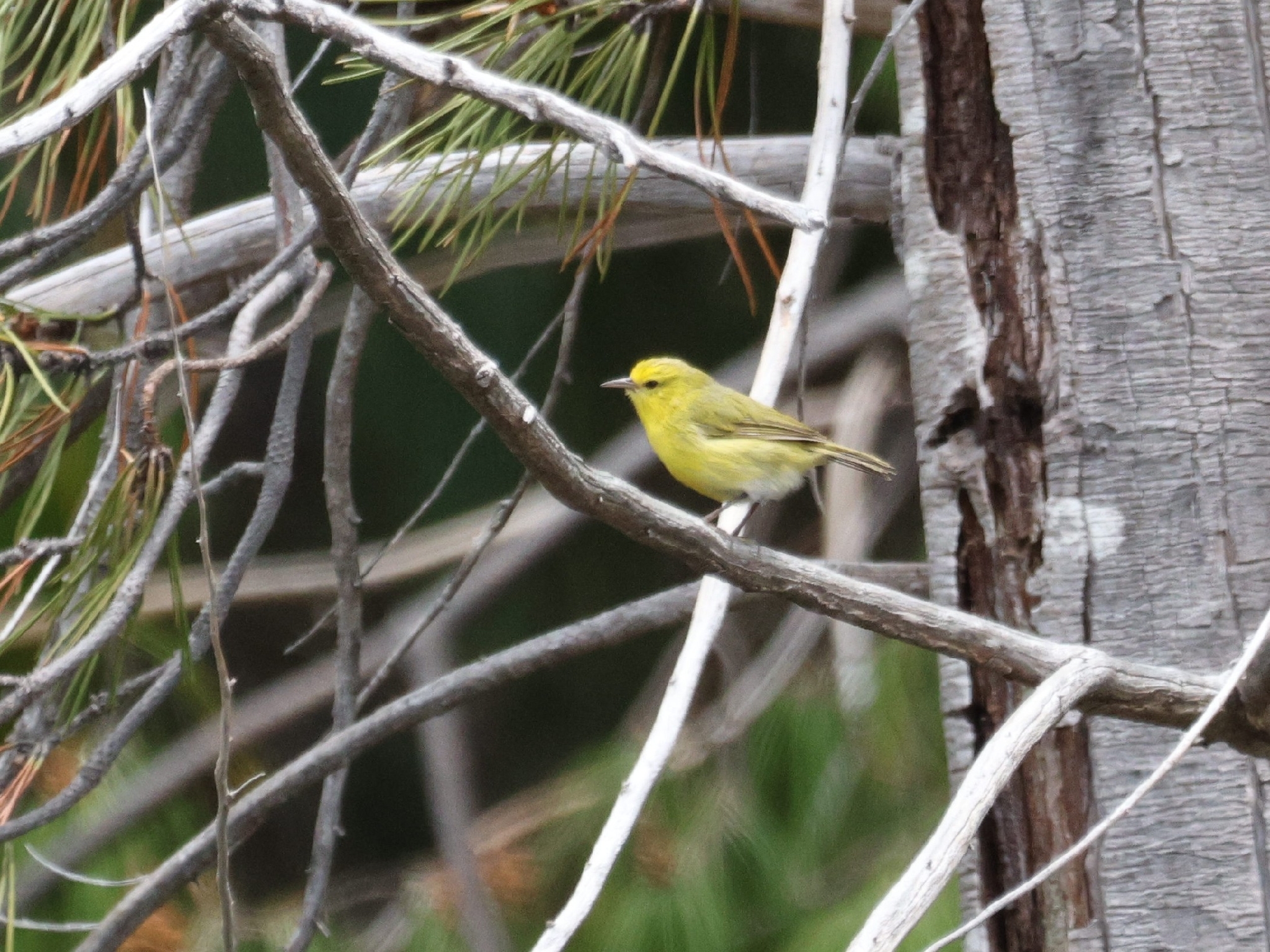 Maui Alauahio (Paroreomyza montana), photo 1