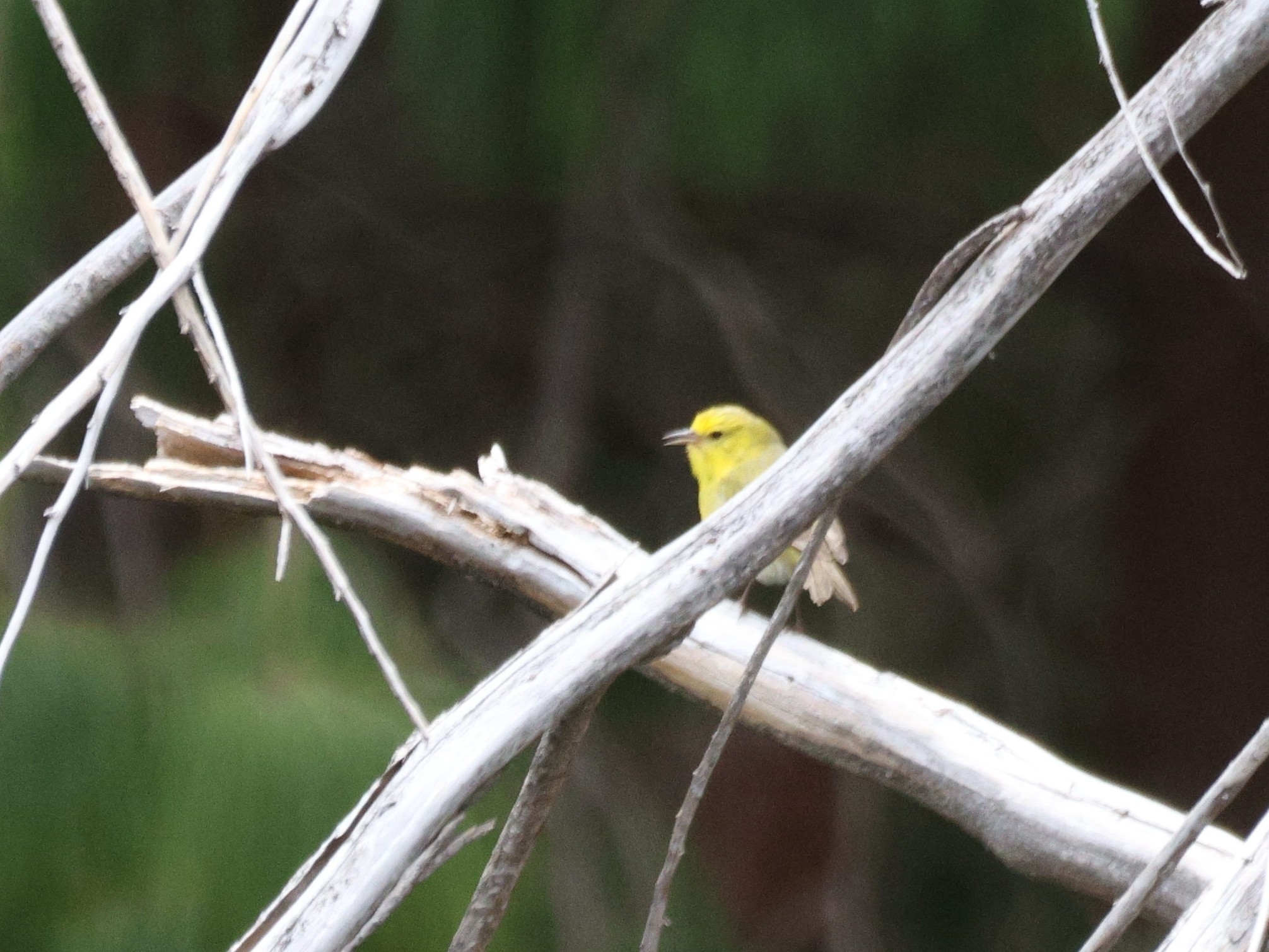 Maui Alauahio (Paroreomyza montana), photo 2