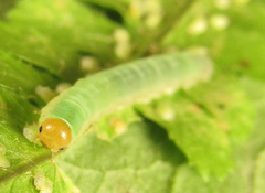 Strongylogaster macula