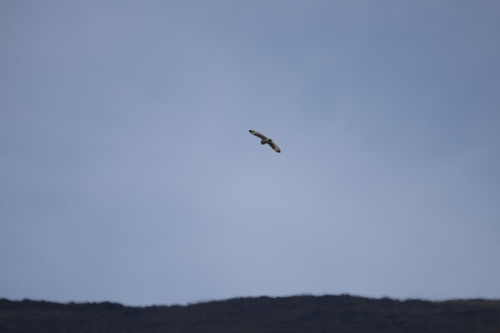 Hawaiian Short-eared Owl observed by damienxw