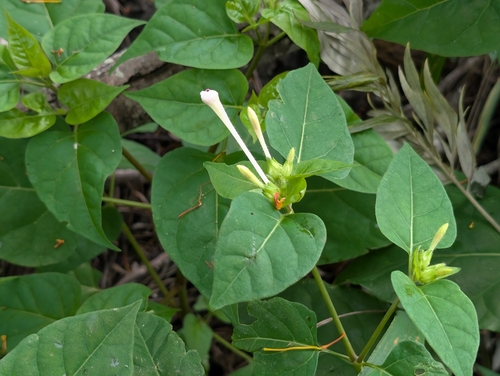Mirabilis jalapa observed 2026-04-16