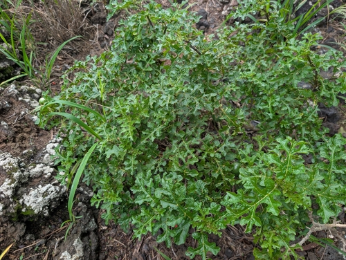 Solanum linnaeanum observed 2026-04-16