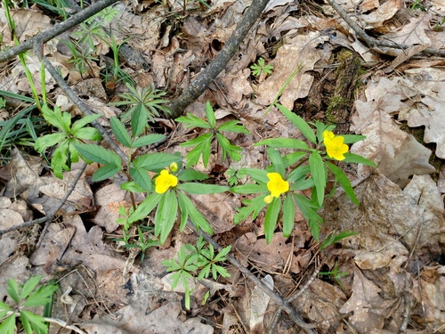Anemone ranunculoides, photograph 2