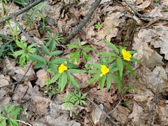 Anemone ranunculoides, photograph Татьяна Горбушина, CC0, iNaturalist via GBIF
