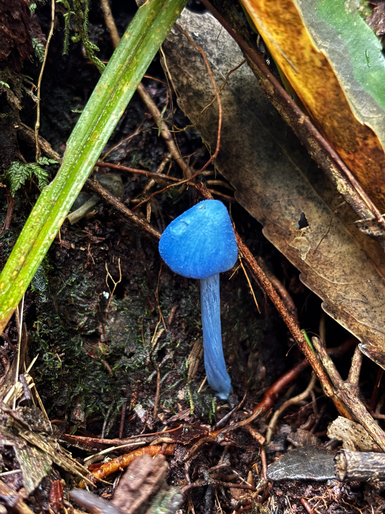 Entoloma hochstetteri · April 2026 · photo: © otteremma (iNaturalist, cc-by-nc)