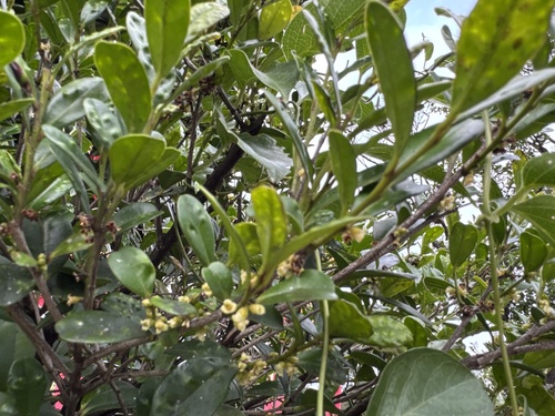Diospyros ferrea observed 2026-04-17