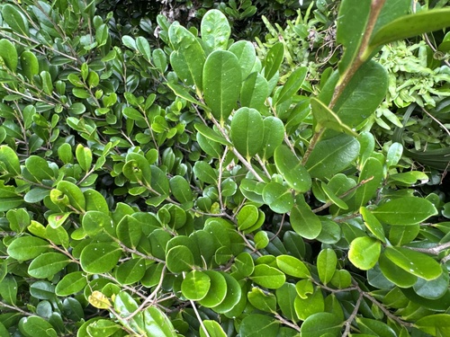 Diospyros ferrea observed 2026-04-17