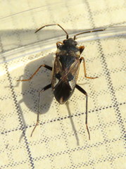 Rhyparochromus vulgaris