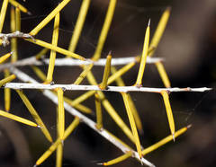 Acacia colletioides