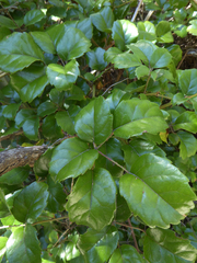 Rubus australis