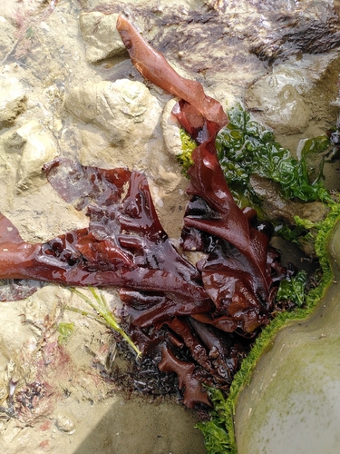 Schizymenia observed 2026-04-17