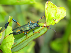Phyllocnema scotti