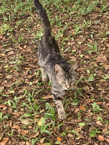 Domestic Cat