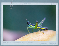 Paramastax cordillerae