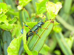 Phyllocnema scotti
