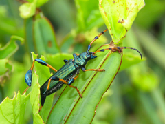 Phyllocnema scotti