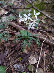 Cardamine dissecta