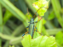 Phyllocnema scotti