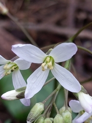 Cardamine dissecta