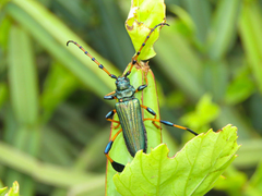 Phyllocnema scotti