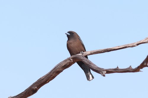 Little Woodswallow (Artamus minor), photo 6