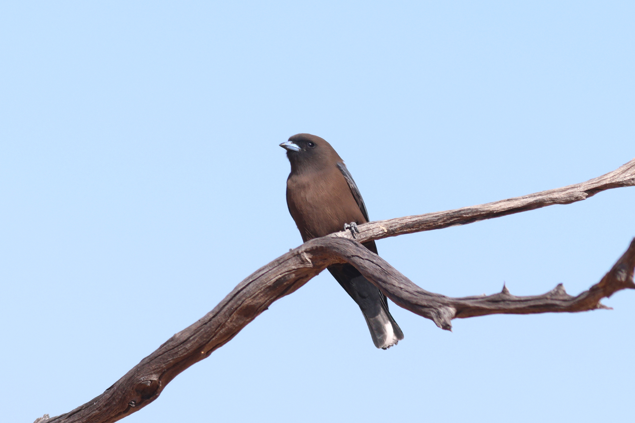 Little Woodswallow (Artamus minor), photo 5