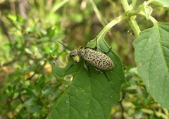 Epicauta atomaria