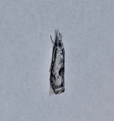 Microcrambus croesus