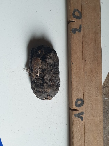 Effraie des Clochers observed by quercus53