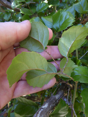 Rubus australis
