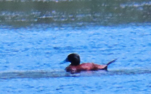 iNaturalist image