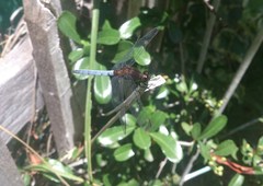 Erythrodiplax connata