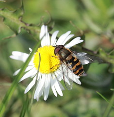 Syrphus torvus