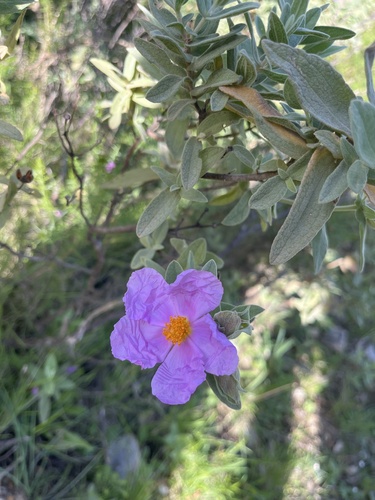 Avistamiento Cistus albidus