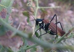 Scaphura elegans