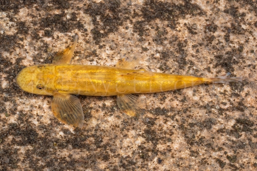 Vanmanenia