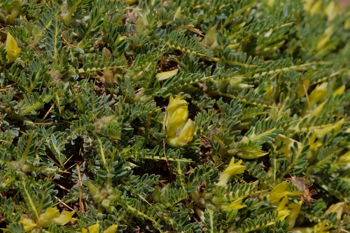 Astragalus ibrahimianus