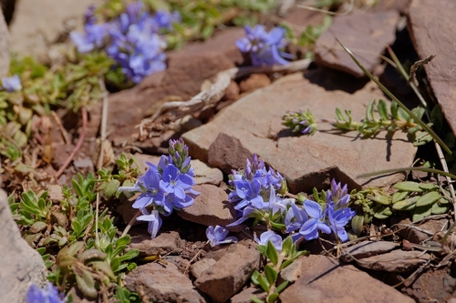 Veronica rosea
