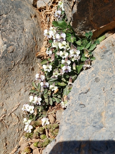 Viola saxifraga